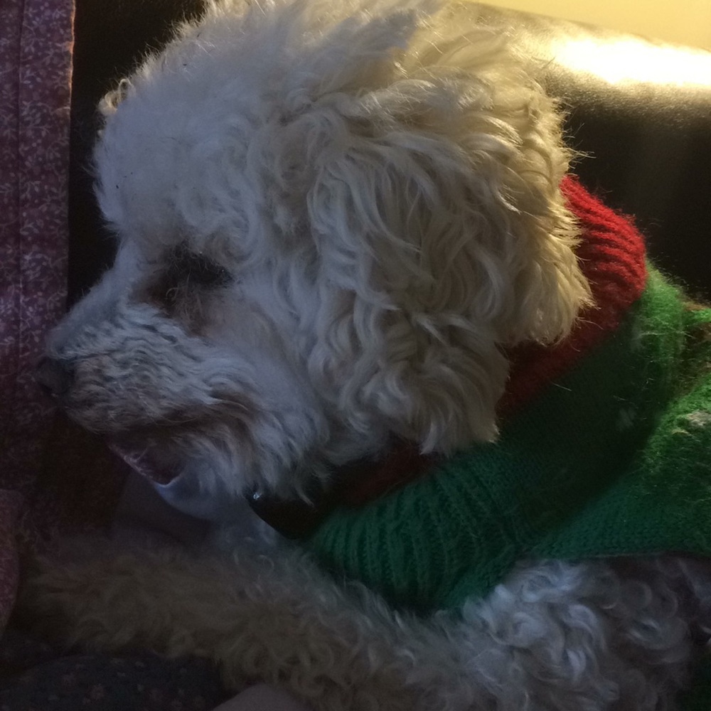 Meet your Posher, Laura